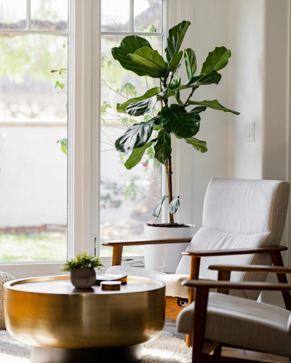 Wonen in de Regio Tips om je kamerplant groen te houden