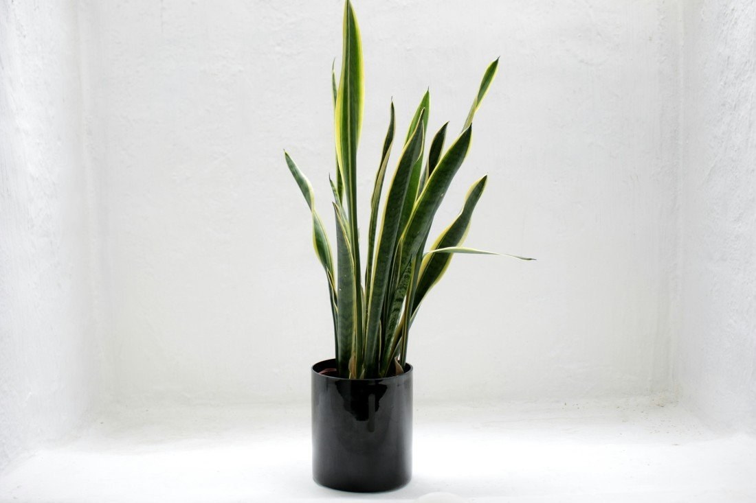 Kamerplant, kamerplant schaduw, binnenplant, watermeter plant, Wonen in de Regio