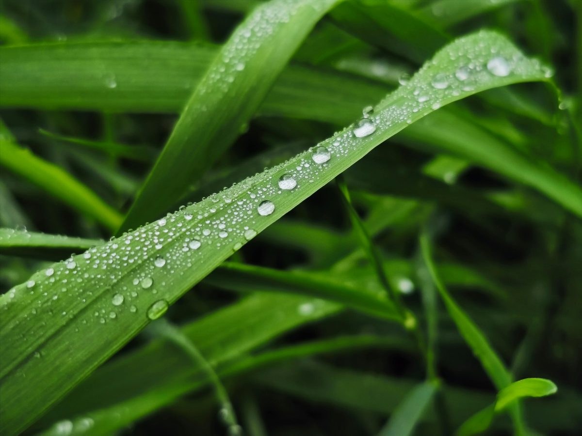 Wonen in de Regio Regenwater opvangen in de tuin: slimme tips voor duurzaam watergebruik